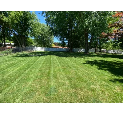 Close-up of lawn with brown patch areas
